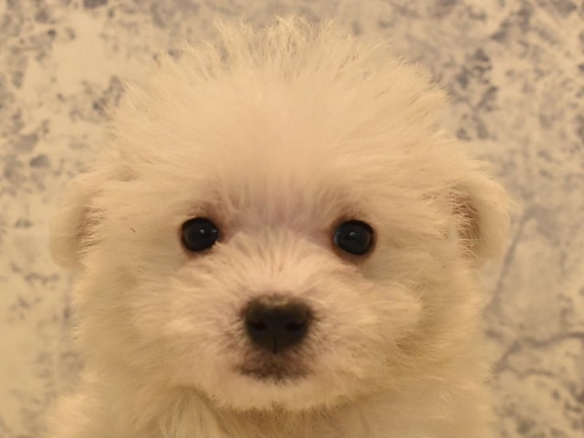 2023年11月6日生まれのハーフ犬の1枚目の写真